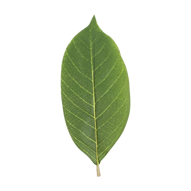 Kunstmatige groene Magnolia bl - Artificial Hanging Plants recensie en prijs