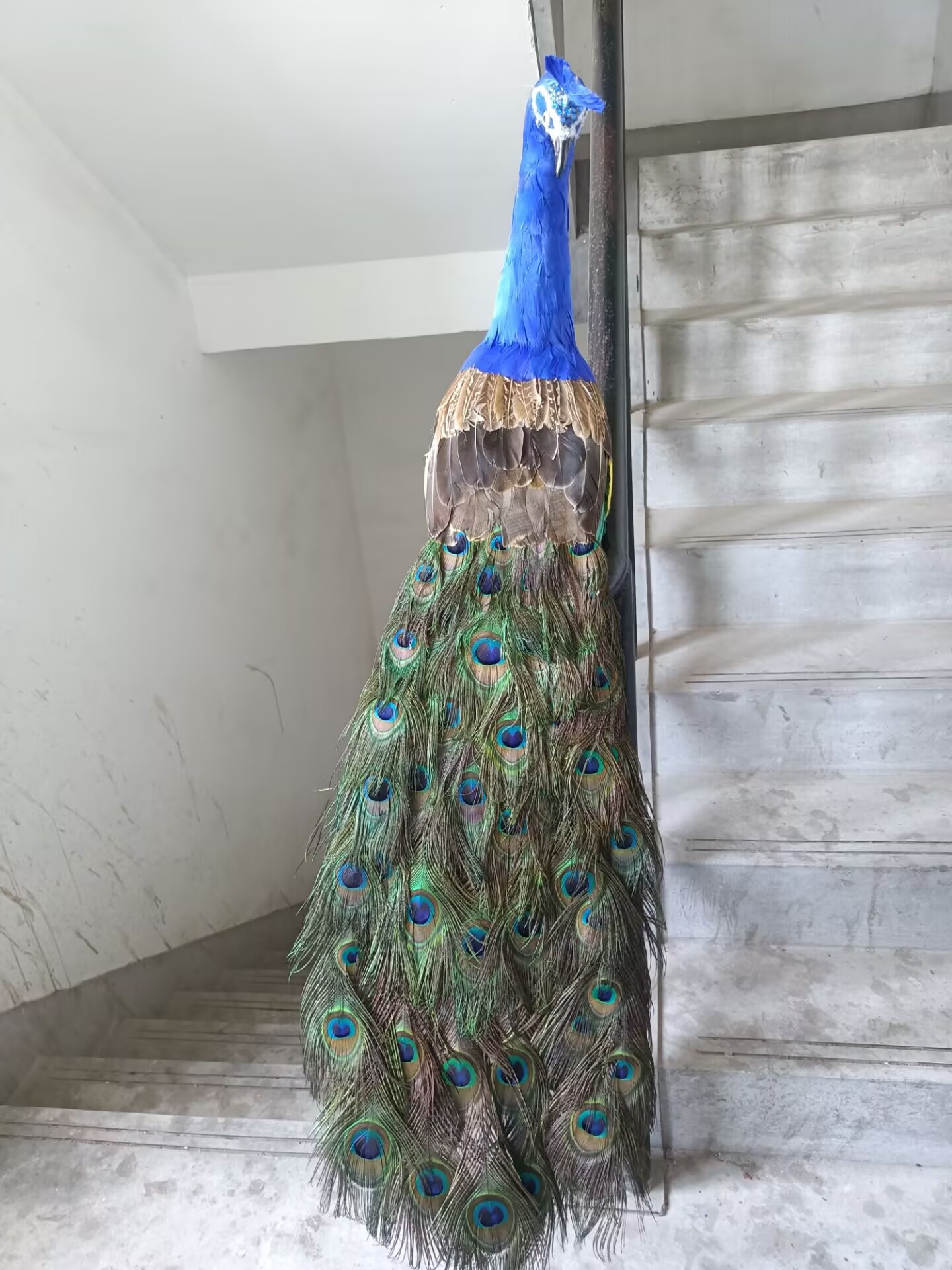 105cm Realistisch Pauwmodel Si - Home Decor Design Ideas recensie en prijs